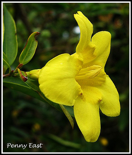 Carolina Jessamine